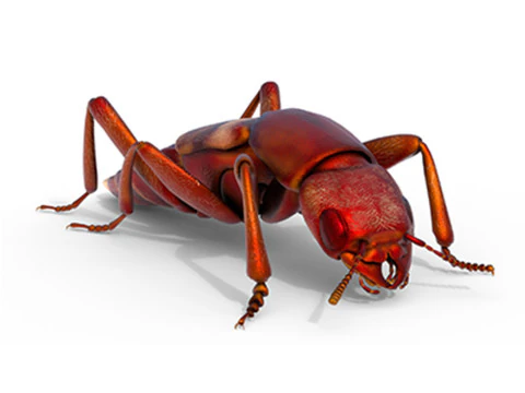 रोव बीटल कीट 3D मॉडल