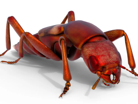 Насекомое-бродячие жуки 3D Модель