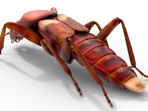 Насекомое-бродячие жуки 3D Модель