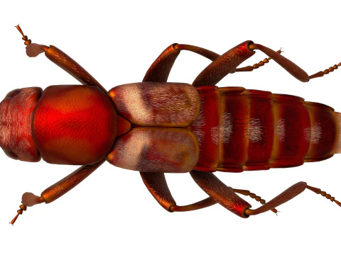 Насекомое-бродячие жуки 3D Модель