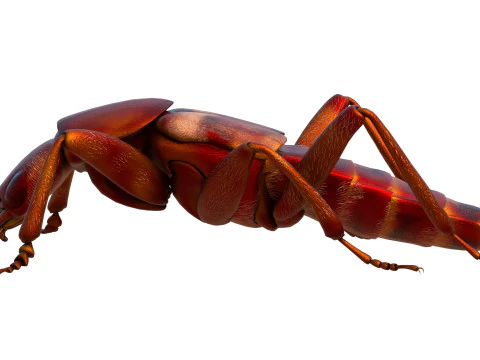 Насекомое-бродячие жуки 3D Модель