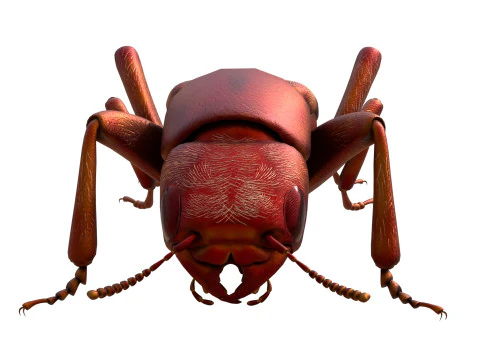 Насекомое-бродячие жуки 3D Модель