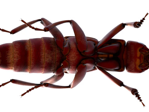 Насекомое-бродячие жуки 3D Модель