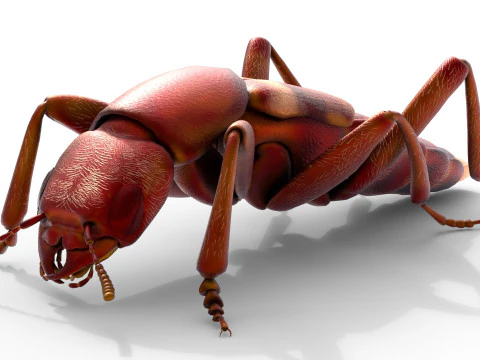 Насекомое-бродячие жуки 3D Модель