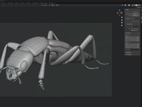 Насекомое-бродячие жуки 3D Модель