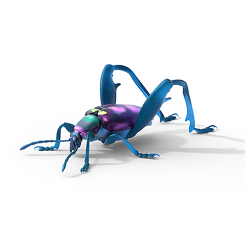 Sagra petelii beetle Modèle 3D .c4d .max .obj .3ds .fbx .stl .blend 