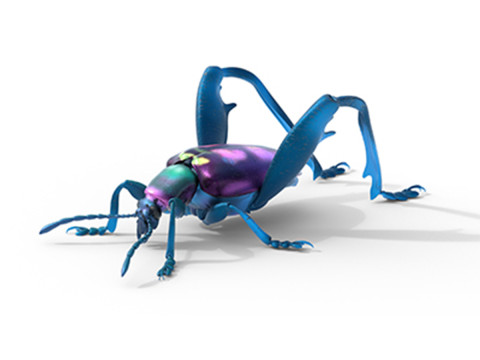 Sagra petelii beetle Model 3D