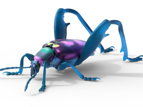 Sagra petelii beetle Modèle 3D