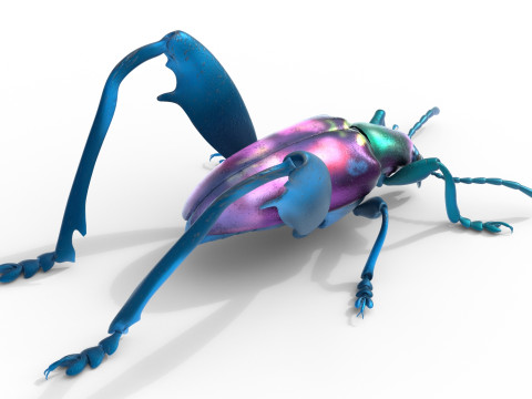 Sagra petelii beetle Modèle 3D