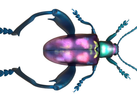 Sagra petelii beetle Modèle 3D