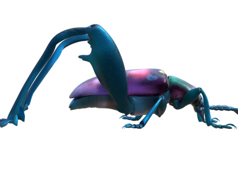 Sagra petelii beetle Modèle 3D