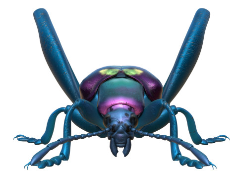 Sagra petelii beetle Modèle 3D