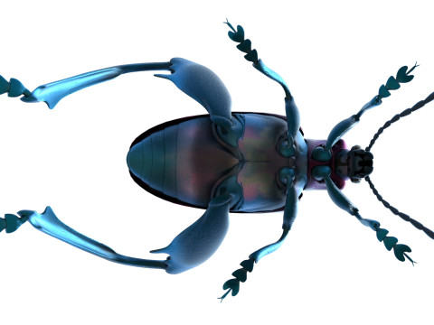 Sagra petelii beetle Modèle 3D