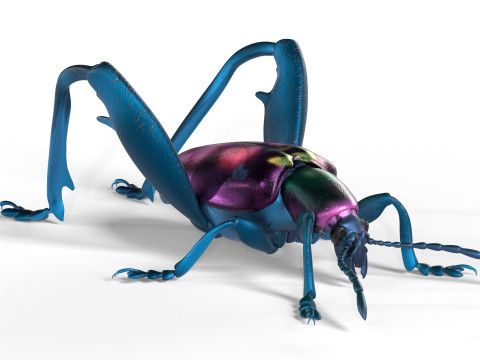 Sagra petelii beetle Modèle 3D
