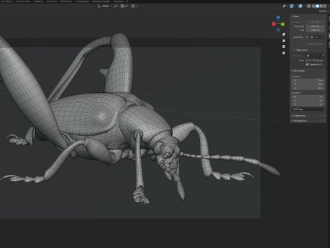 Sagra petelii beetle Modèle 3D