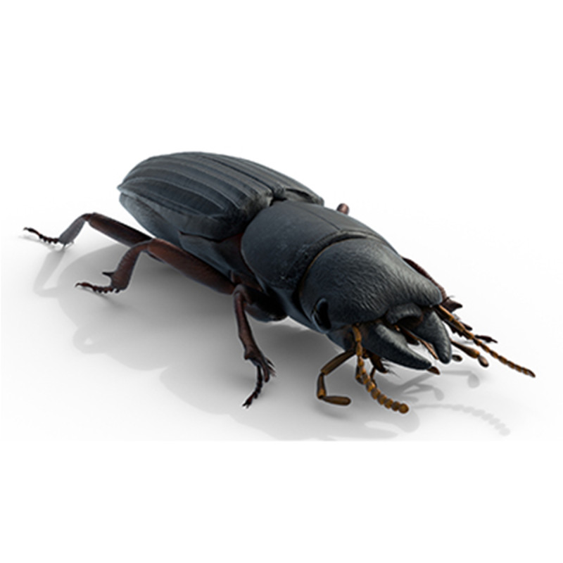 Scarites terricola ground beetle 3D Модель .c4d .max .obj .3ds .fbx .stl .blend