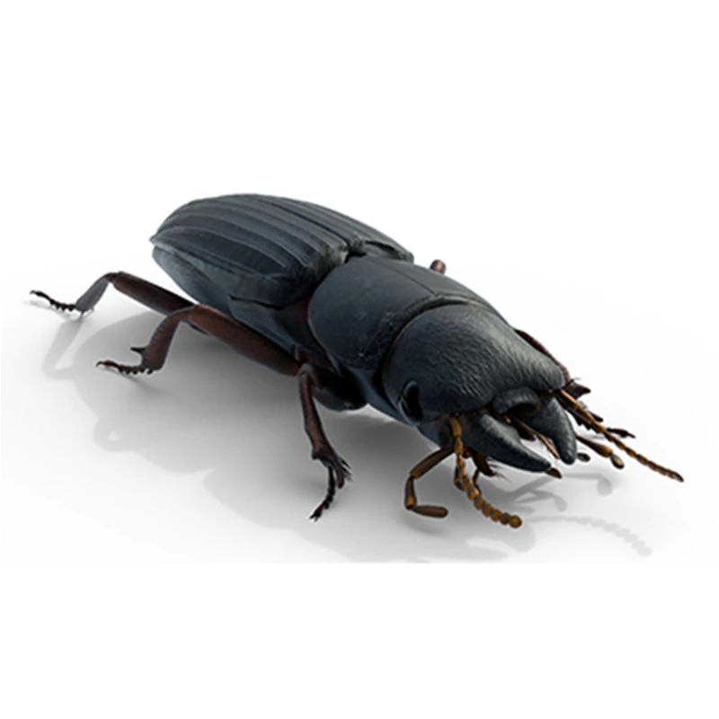 Scarites terricola ground beetle 3D Model .c4d .max .obj .3ds .fbx .stl .blend 