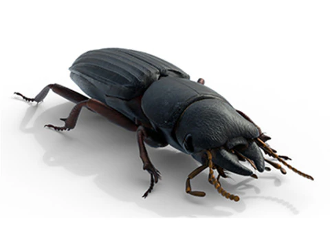 स्काराइट्स टेरीकोला ग्राउंड बीटल 3D मॉडल