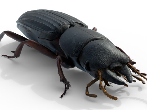Scarites terricola ground beetle 3D Модель