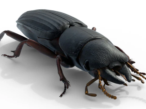 Scarites terricola ground beetle 3D Model