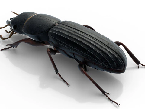 Scarites terricola ground beetle 3D Model