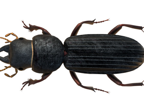 Scarites terricola ground beetle 3D Модель