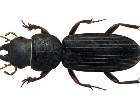 Scarites terricola ground beetle 3D Model
