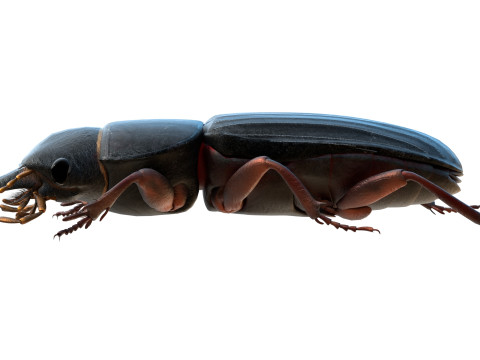 Scarites terricola ground beetle 3D Модель