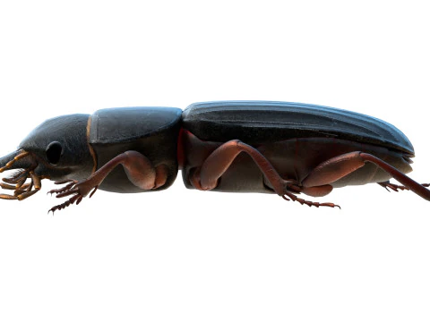Scarites terricola ground beetle 3D Model