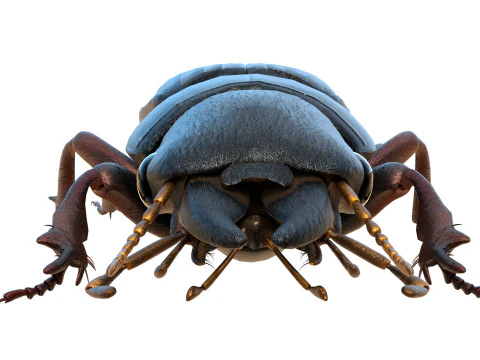 Scarites terricola ground beetle 3D Model
