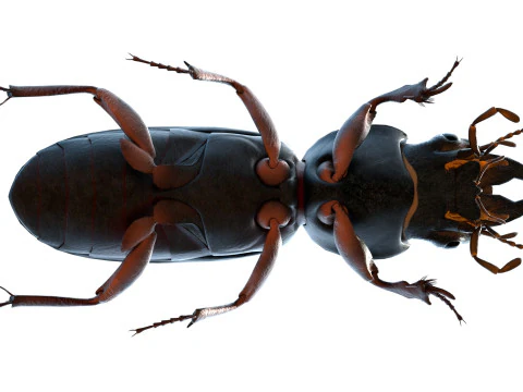 Scarites terricola ground beetle 3D Model