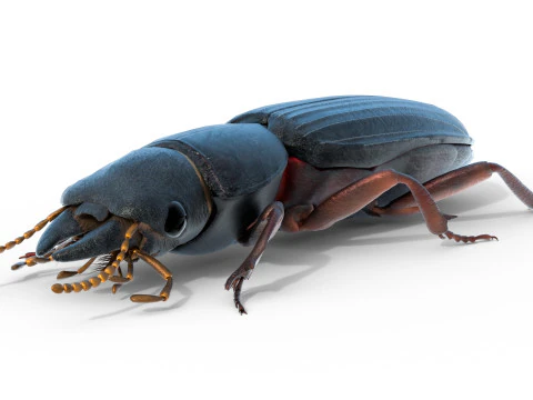 Scarites terricola ground beetle 3D Model
