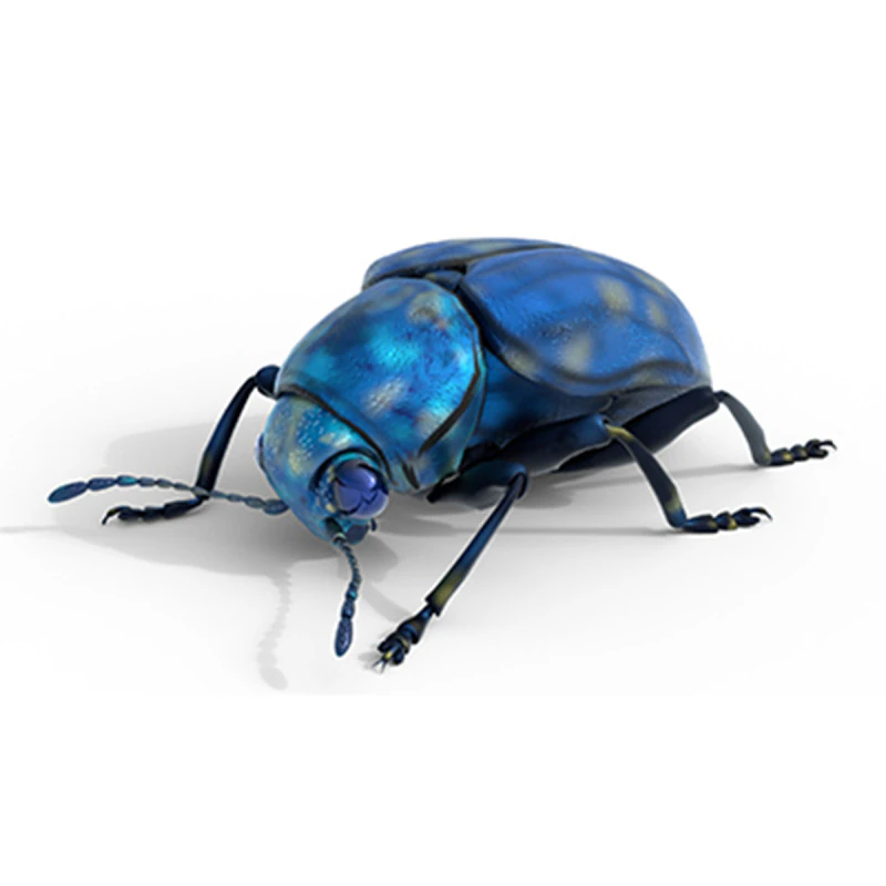 Scelodonta lewisii insects 3D Model .c4d .max .obj .3ds .fbx .stl .blend 