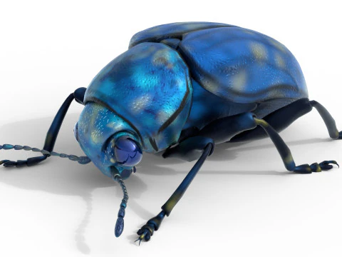 Scelodonta lewisii insects 3D Model