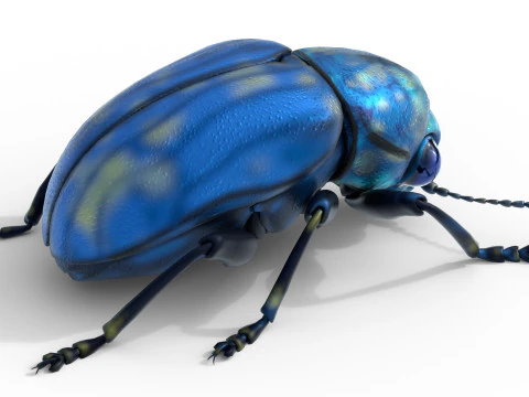 Scelodonta lewisii insects 3D Model