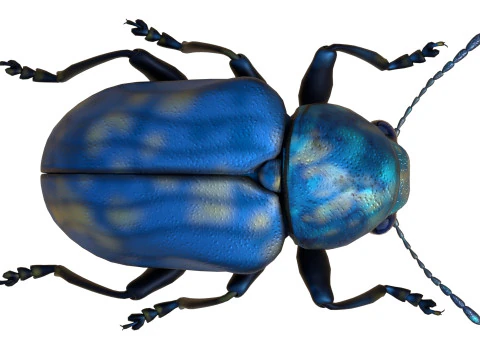 Scelodonta lewisii insects 3D Model