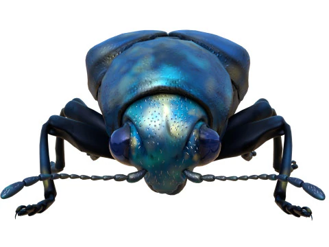 Scelodonta lewisii insects 3D Model