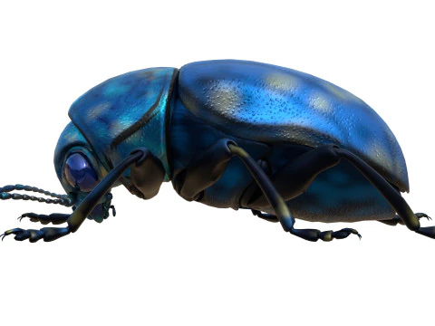 Scelodonta lewisii insects 3D Model