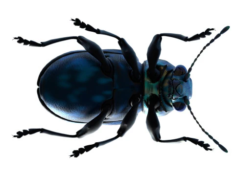 Scelodonta lewisii insects 3D Model