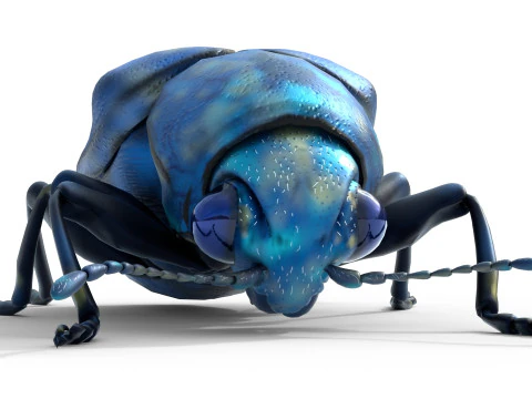 Scelodonta lewisii insects 3D Model
