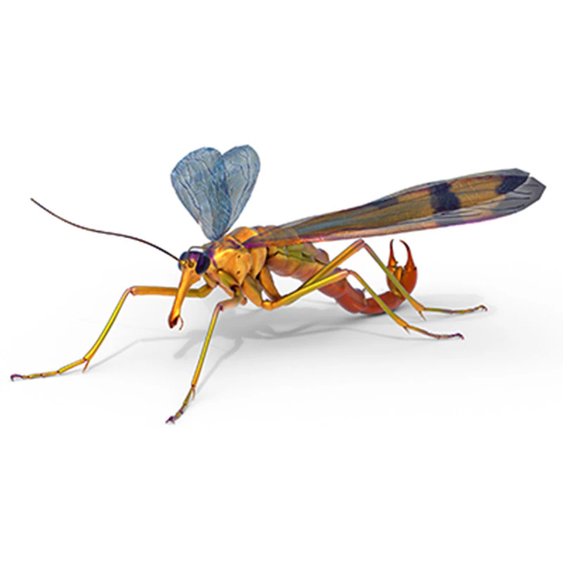 Scorpion fly bug 3D Model .c4d .max .obj .3ds .fbx .stl .blend 