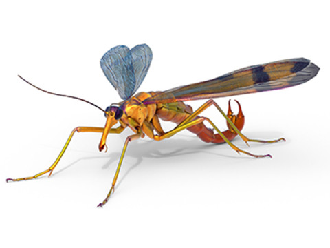 Scorpion fly bug Modèle 3D