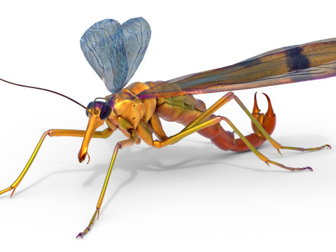 Scorpion fly bug Model 3D
