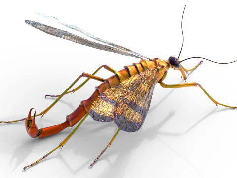 Scorpion fly bug 3D Model
