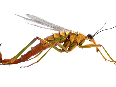 Scorpion fly bug Model 3D