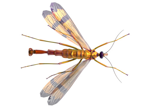 Scorpion fly bug Model 3D