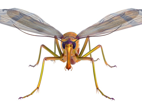 Scorpion fly bug Model 3D