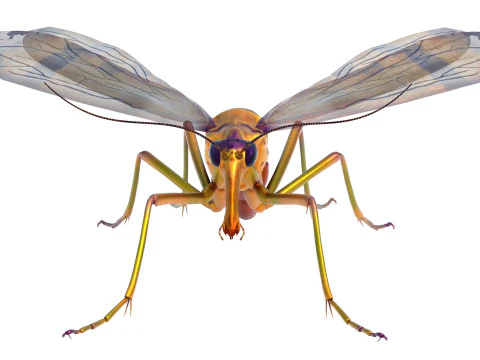 Scorpion fly bug 3D Model