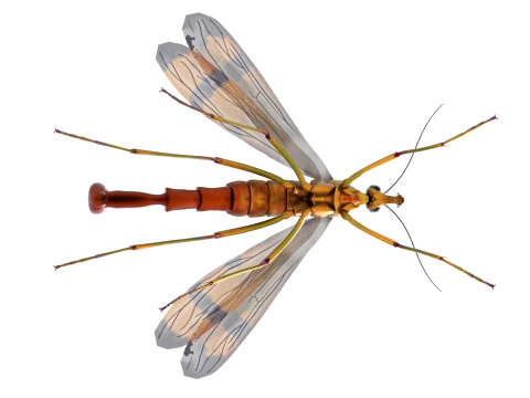 Scorpion fly bug 3D Model