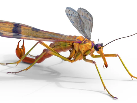 Scorpion fly bug 3D Model